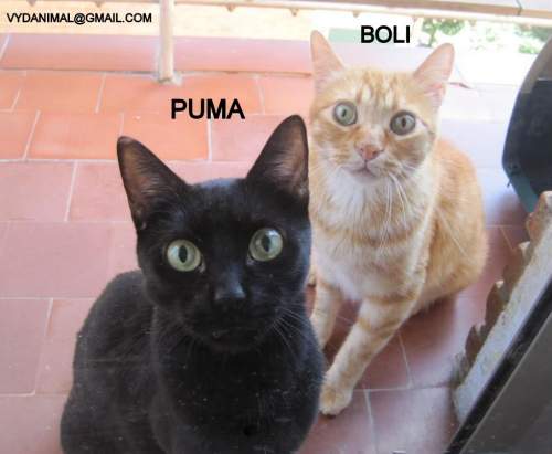 PUMA Y BOLI