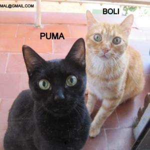 PUMA Y BOLI