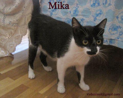 MIKA