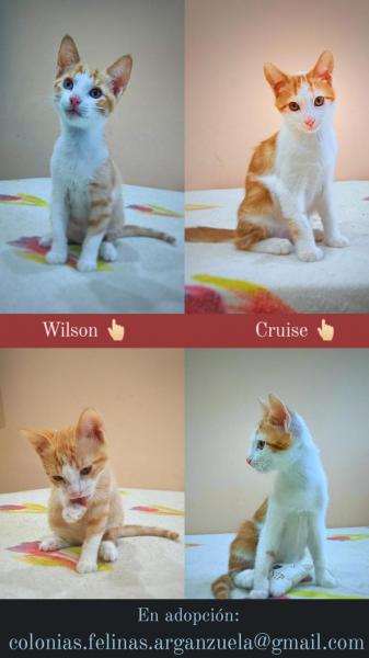 Wilson y Cruise