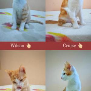 Wilson y Cruise